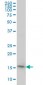PPIL1 Antibody (monoclonal) (M01)